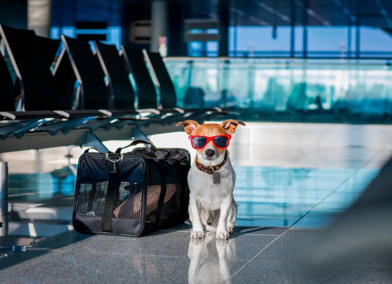 Viajar Con Tu Mascota Es Posible