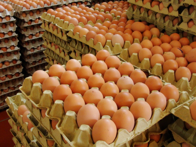 Así quedo el precio del huevo esta semana, bajó