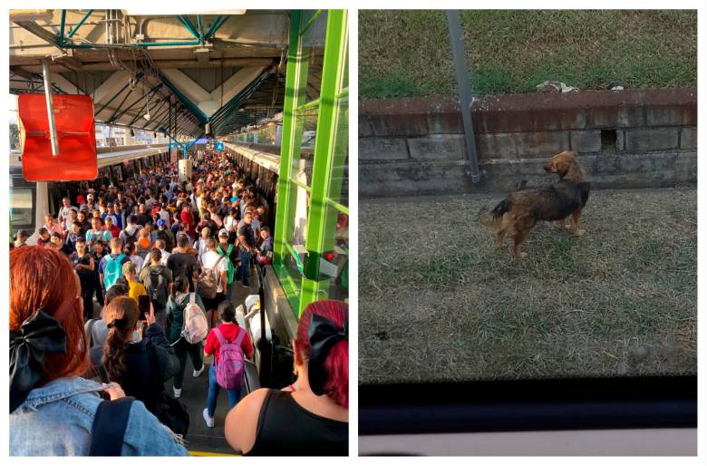 Un Perrito Hizo Parar El Metro De Medellín Para Ser Rescatado