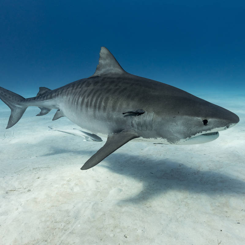 Polémica Nacional Por Pesca Indiscriminada de Tiburones