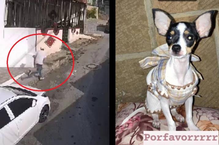 Nueva Forma de Extorsionar Robándose las Mascotas