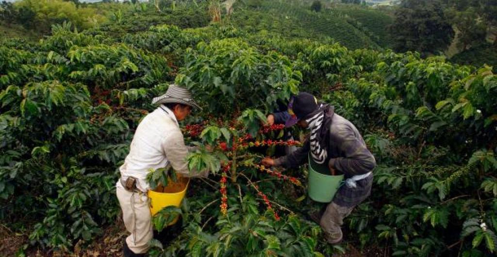 Cafeteros colombianos anticipan crisis por bajos precios