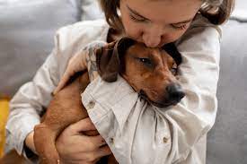 ¿Cómo saber si su perro está envejeciendo y qué cuidados brindarle?