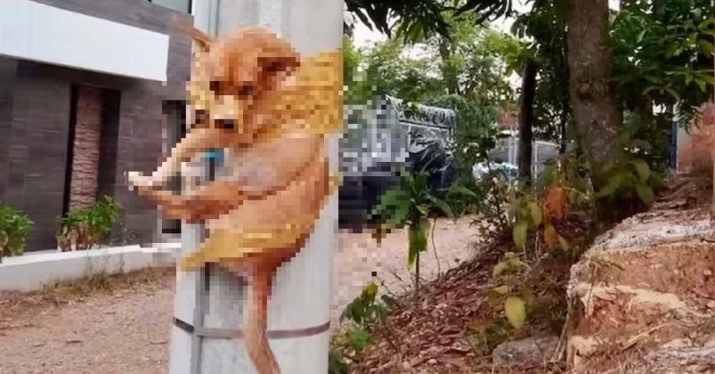 Un perrito es amarrado con cinta en un poste.