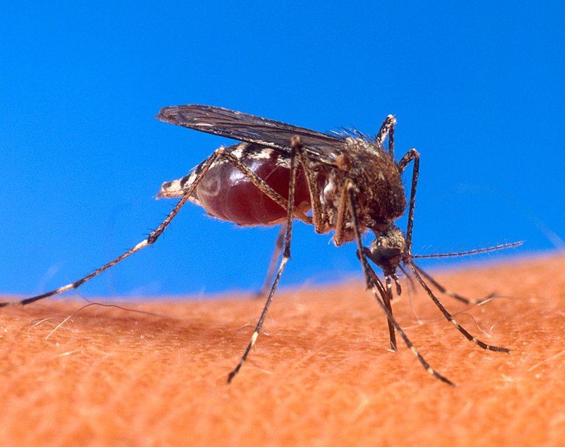 Niña de 8 años muere a causa de dengue en Cartago