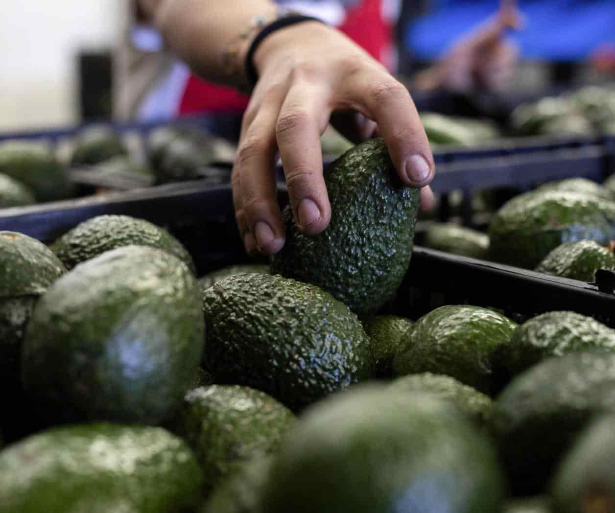 Escasez de Aguacate: Precios alcanzan niveles alarmantes