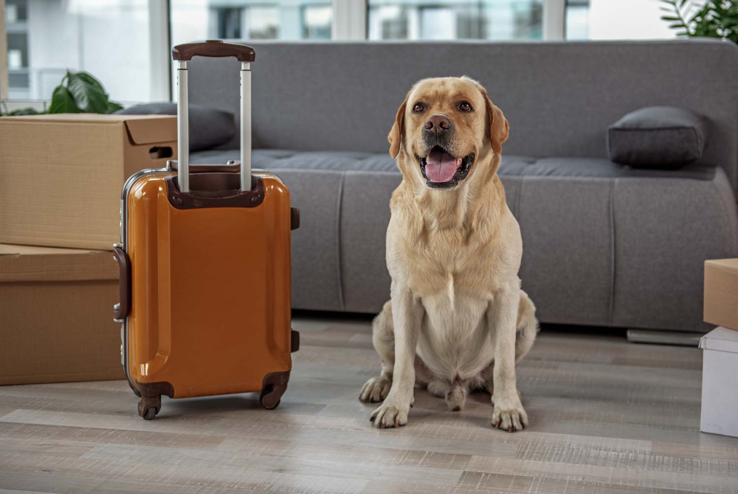 Esta aerolínea de lujo ofrecerá vuelos 100% para perros