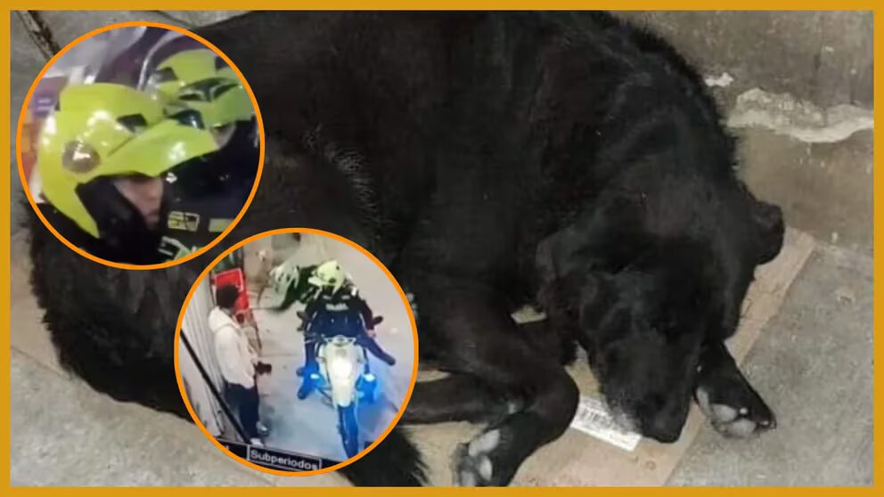 Policía de Bogotá separa a dos patrulleros por maltrato animal