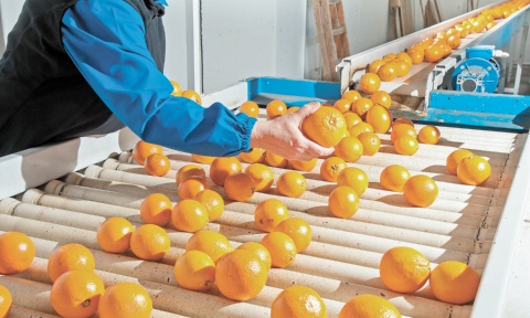 Crisis global en la producción de naranjas impacta precios