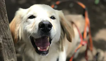 Nuevo servicio contra el maltrato animal en Valle del Cauca