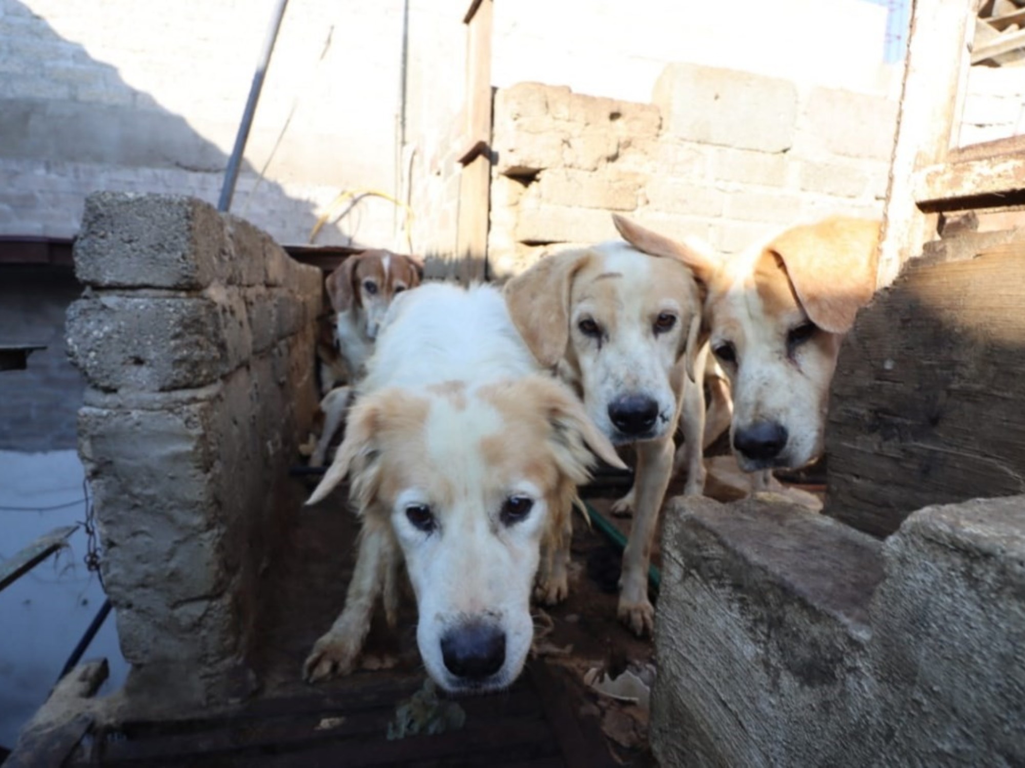 Más de 400.000 perros se salvarán de ser consumidos en Asia