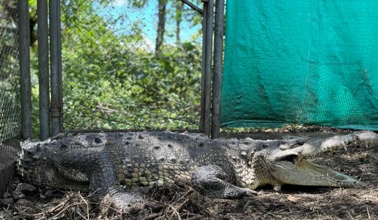 Cocodrilo que vivió 54 años como mascota en el patio de una casa, no será liberado