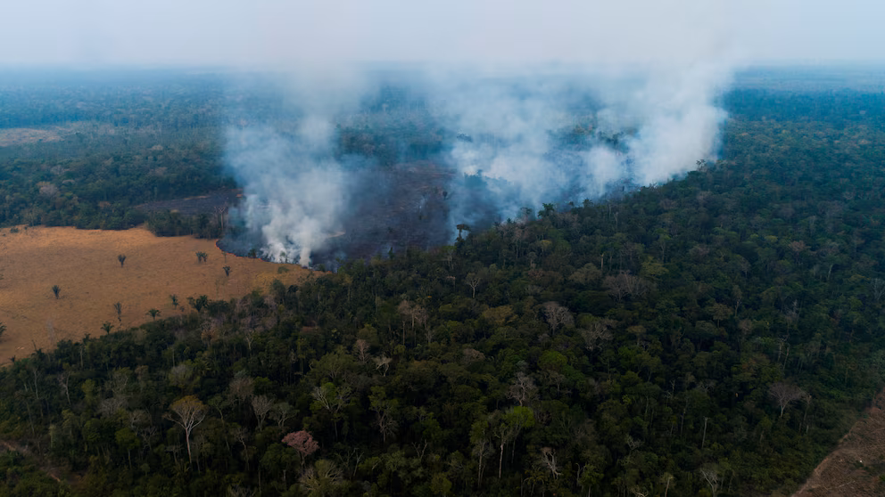 Procuraduría exigió respuestas por la deforestación en la Amazonía colombiana