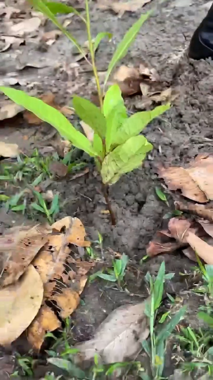 Siembran nuevas especies arbóreas en la finca El Silencio