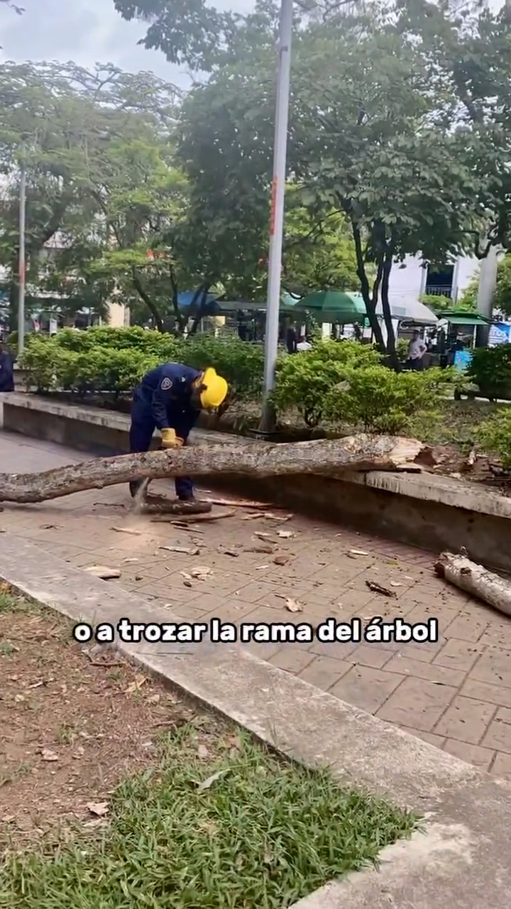 Revisión arbórea en parque de Bolívar