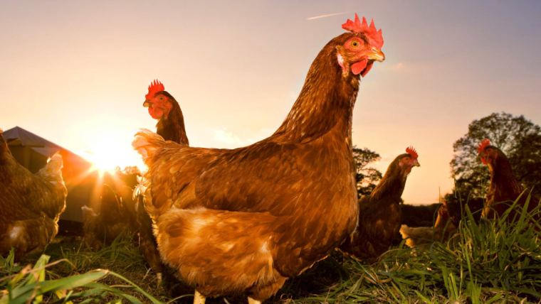 ICA confirma primer brote de gripe aviar en aves de traspatio