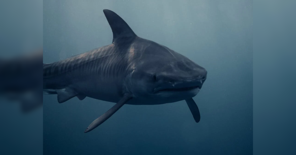 Tiburón blanco de 635 kg sorprende al ser visto en una playa