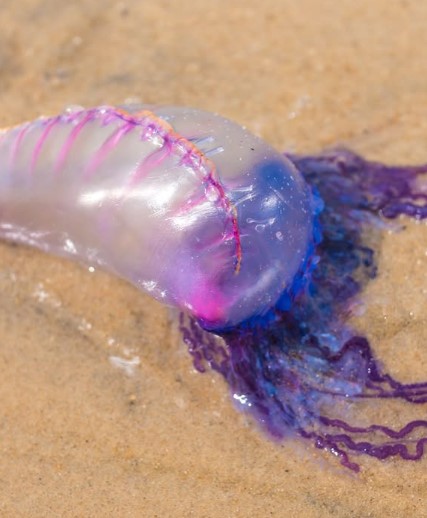 Alerta por carabela portuguesa en las playas de San Andrés