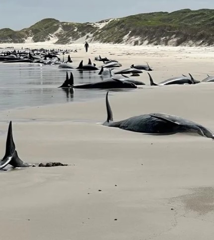 157 ballenas mueren tras vararse en Tasmania