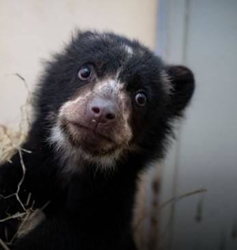 Fura, el osezno rescatado en Boyacá, llega al Bioparque Ukumarí