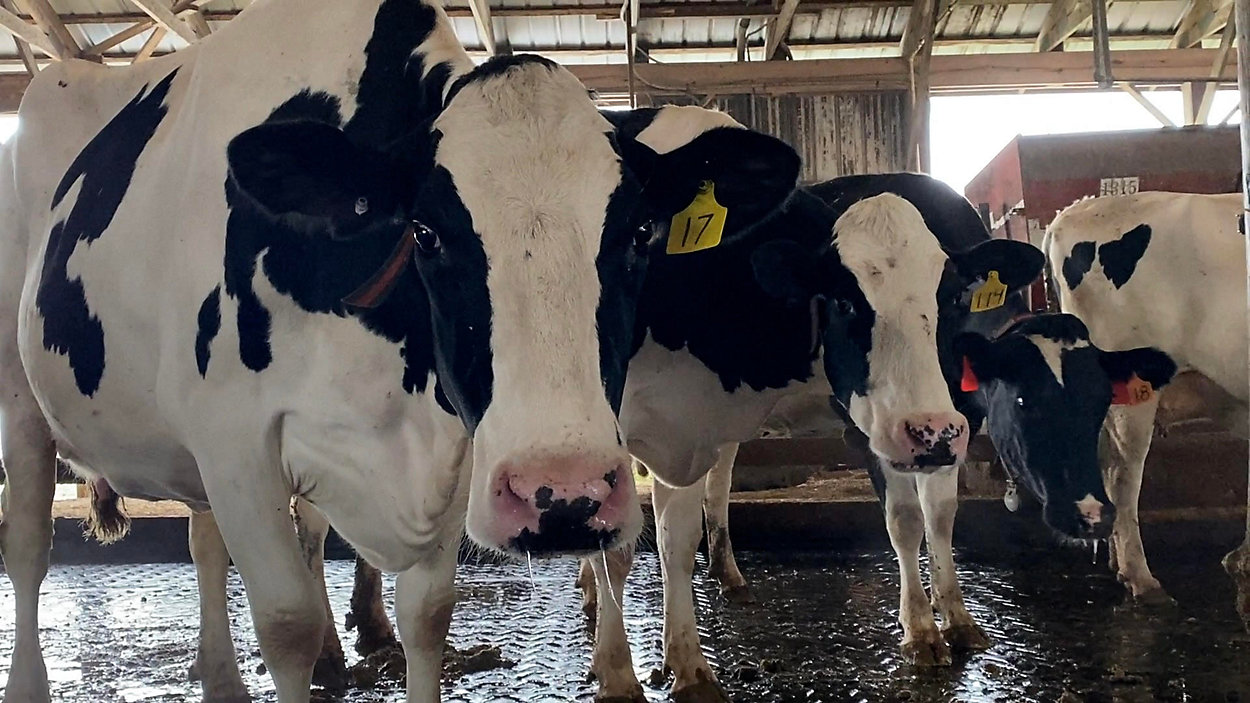 Alerta por gripe aviar en vacas lecheras en EE. UU.