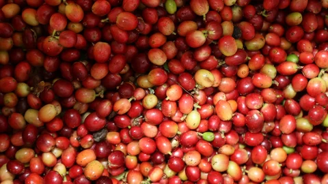 Lluvias intensas dañan cafetales en Risaralda