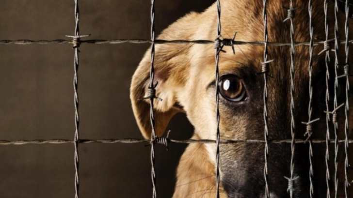 Aprobada la nueva ley contra el maltrato animal en Colombia