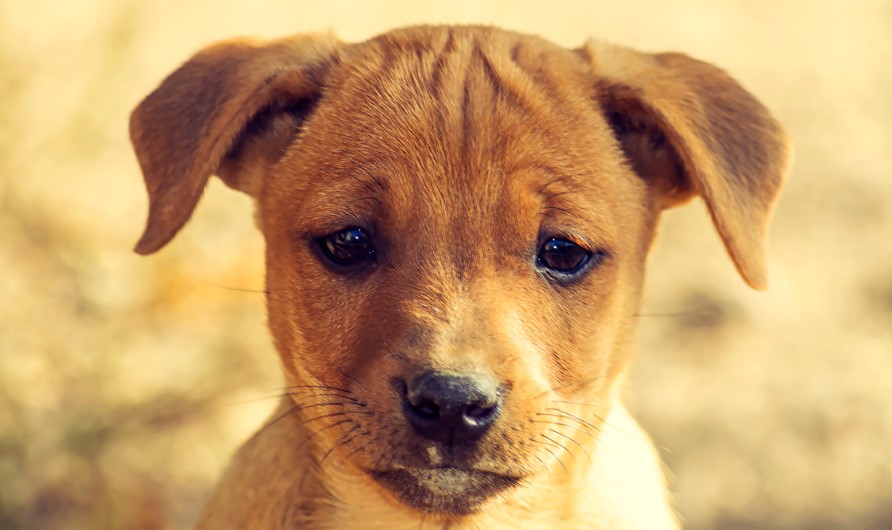 Crueldad sin límites: queman dos veces a un perro en B/quilla