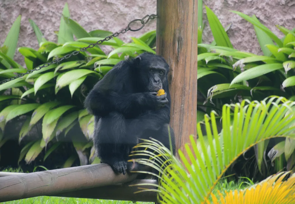 Yoko el chimpancé inicia nueva vida en santuario de Brasil