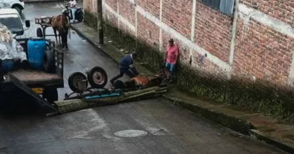 Posible caso maltrato animal en Circasia: acción rápida