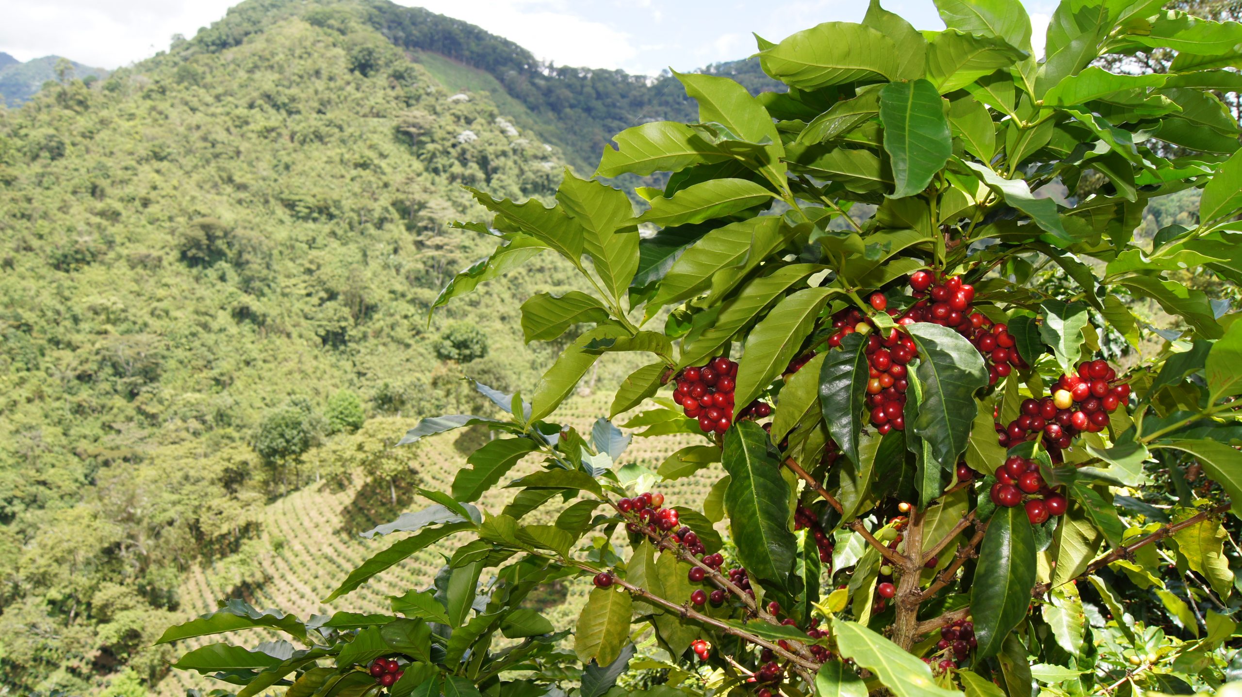 Inicia la cosecha cafetera 2025 con gran proyección