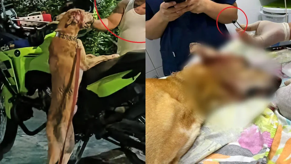 Hombre que agredió a un perro fue despedido de su empresa