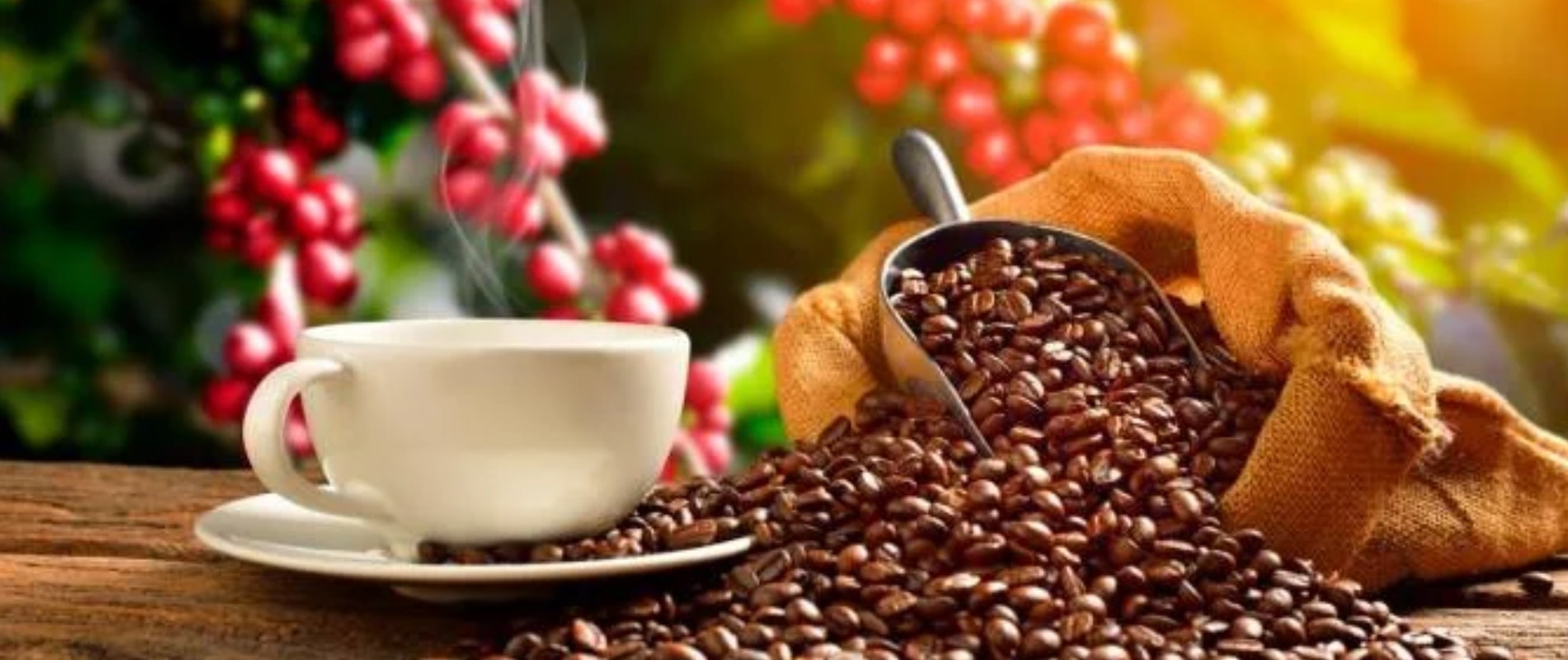 Café especial de Risaralda brilla en feria top de América