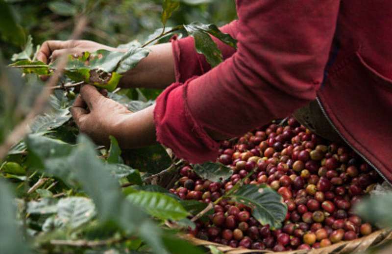 El Quindío se prepara para su mayor cosecha cafetera