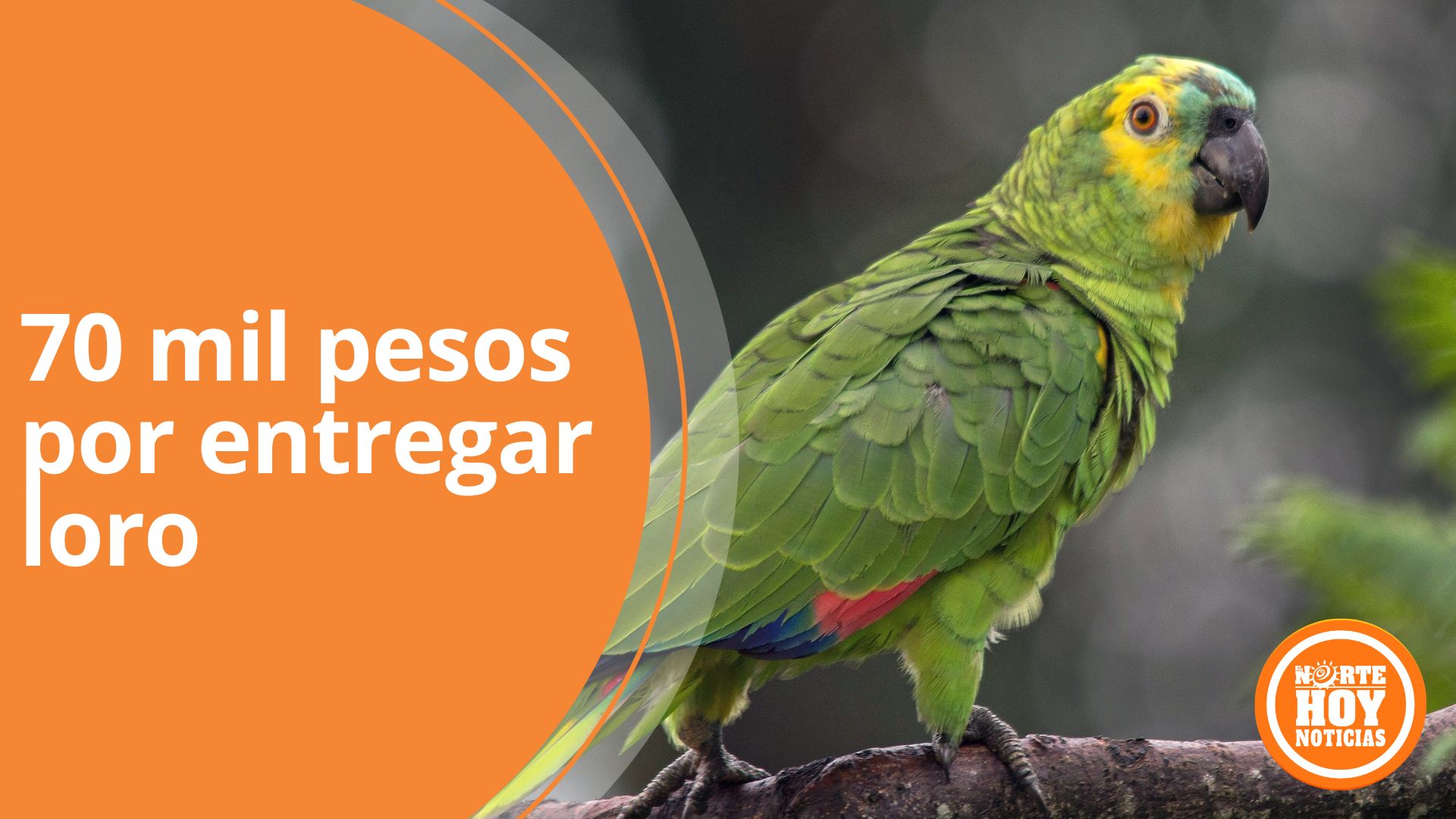 Piden 70 Mil Pesos Para Entregar Loro Robado En Barranquilla El Norte Hoy piden-70-mil-pesos-para-entregar-loro-robado-en-barranquilla-el-norte-hoy