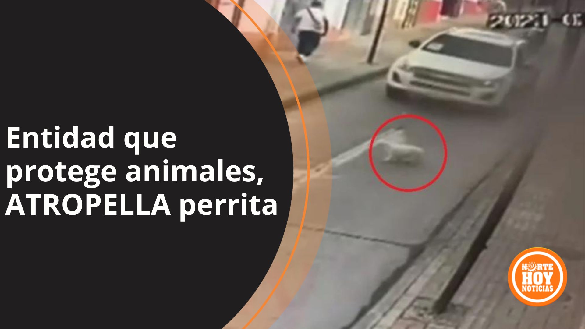 Camioneta de entidad que protege a los animales atropella a perrita en ...