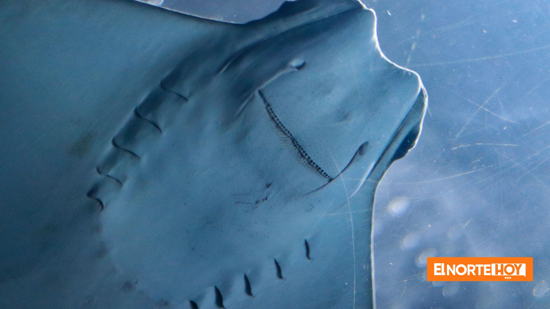 Mantarraya resultó embarazada en acuario; sospechan de tiburón - El ...