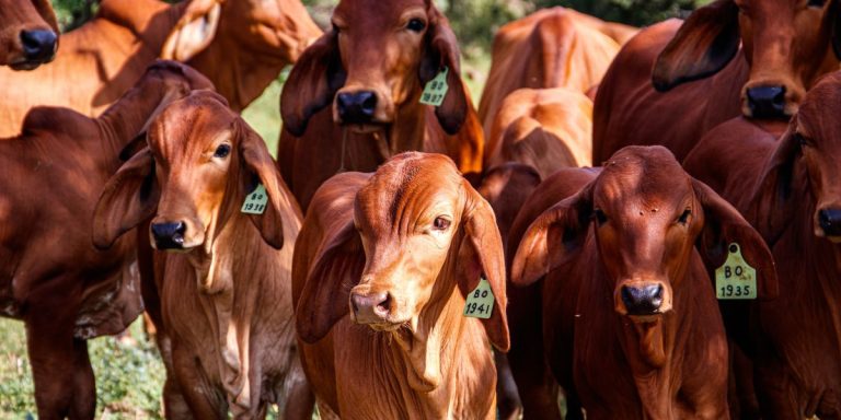 Virus de gripe aviar fue detectado en leche de vaca