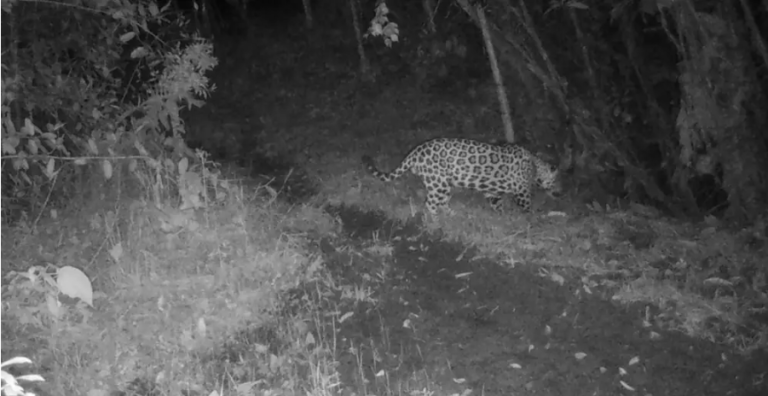 Jaguares en Dagua: temor por ataques a animales en El Queremal