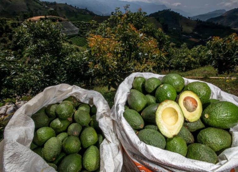 El aguacate Hass colombiano brilla en el Super Bowl 2025