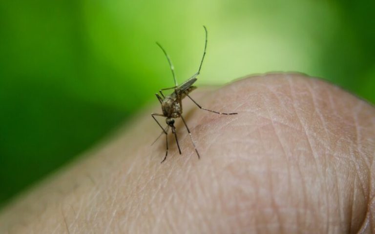 Alerta por fiebre amarilla en Semana Santa preocupa a turistas