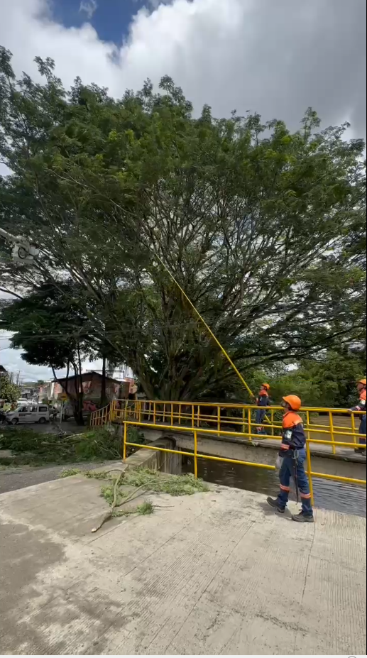 Tala urgente de árbol erosionado en La Platanera con presencia de autoridades locales y maquinaria especializada.