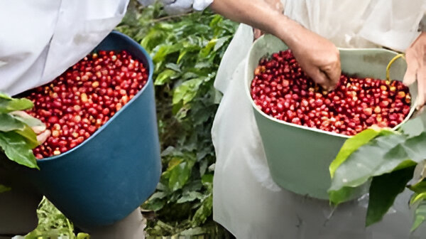 Cosecha cafetera en riesgo en Risaralda
