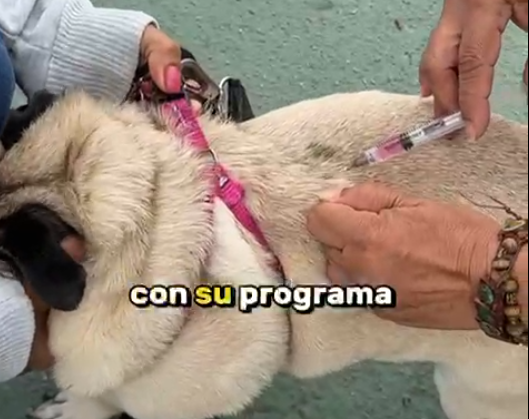Brigada de vacunación contra la rabia en San Pablo con mascotas y familias participando