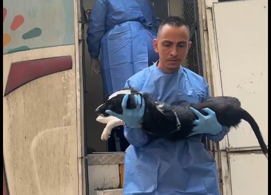 Perros y gatos durante jornada de esterilización en Cartago