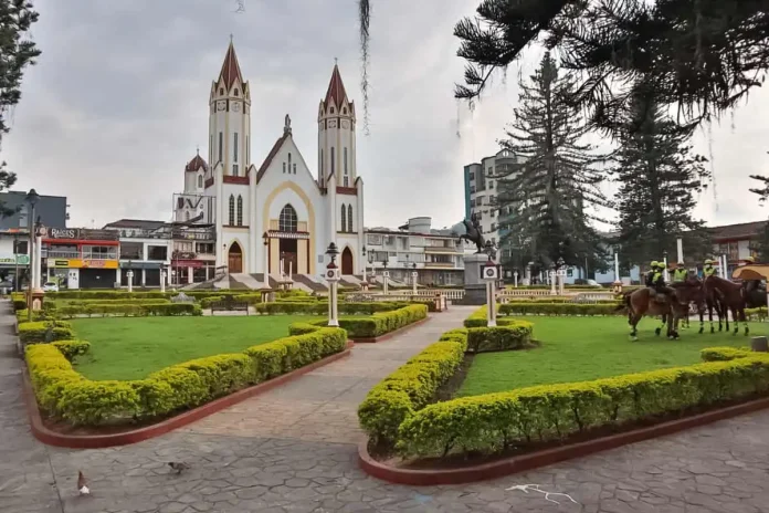 Tala de araucaria genera polémica ambiental en Risaralda