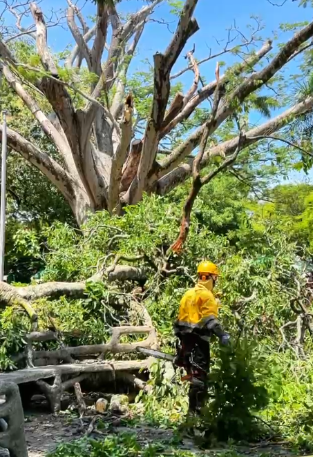 CVC revisará árboles del parque de Bolívar en Cartago.
