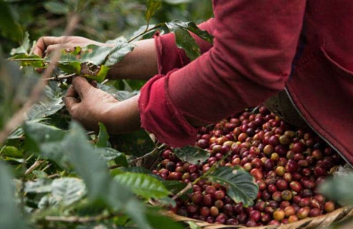 El Quindío inicia su mayor cosecha cafetera en 2025 con municipios protagonistas
