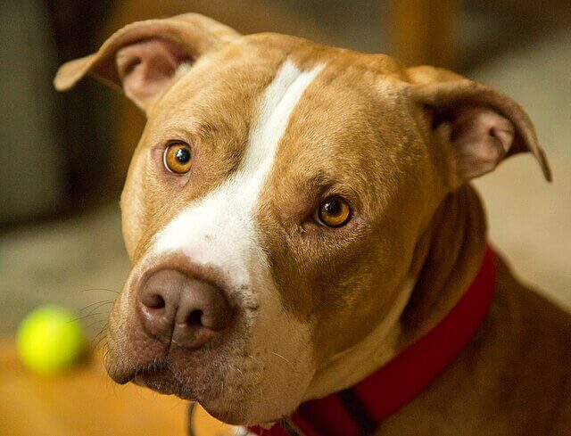 Pitbull deja grave a bebé en Risaralda tras un ataque dentro de una vivienda del Parque Industrial; autoridades y personal médico atienden el caso y refuerzan medidas de prevención.