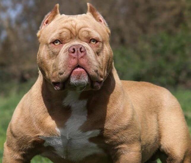 Pitbull deja grave a bebé en Risaralda tras ataque dentro de una vivienda del Parque Industrial, atendido por autoridades y personal médico.